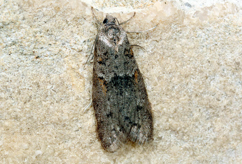 Piccola falena da ID - Tortricodes alternella, Tortricidae